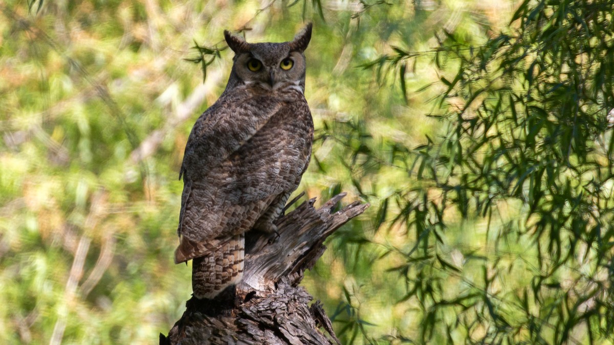 Great Horned Owl - ML230713651