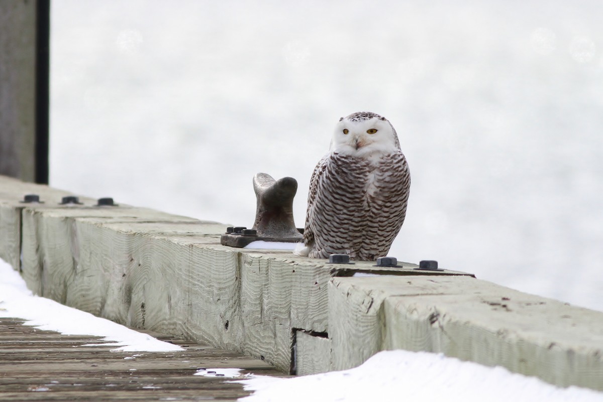 Snowy Owl - ML23072021