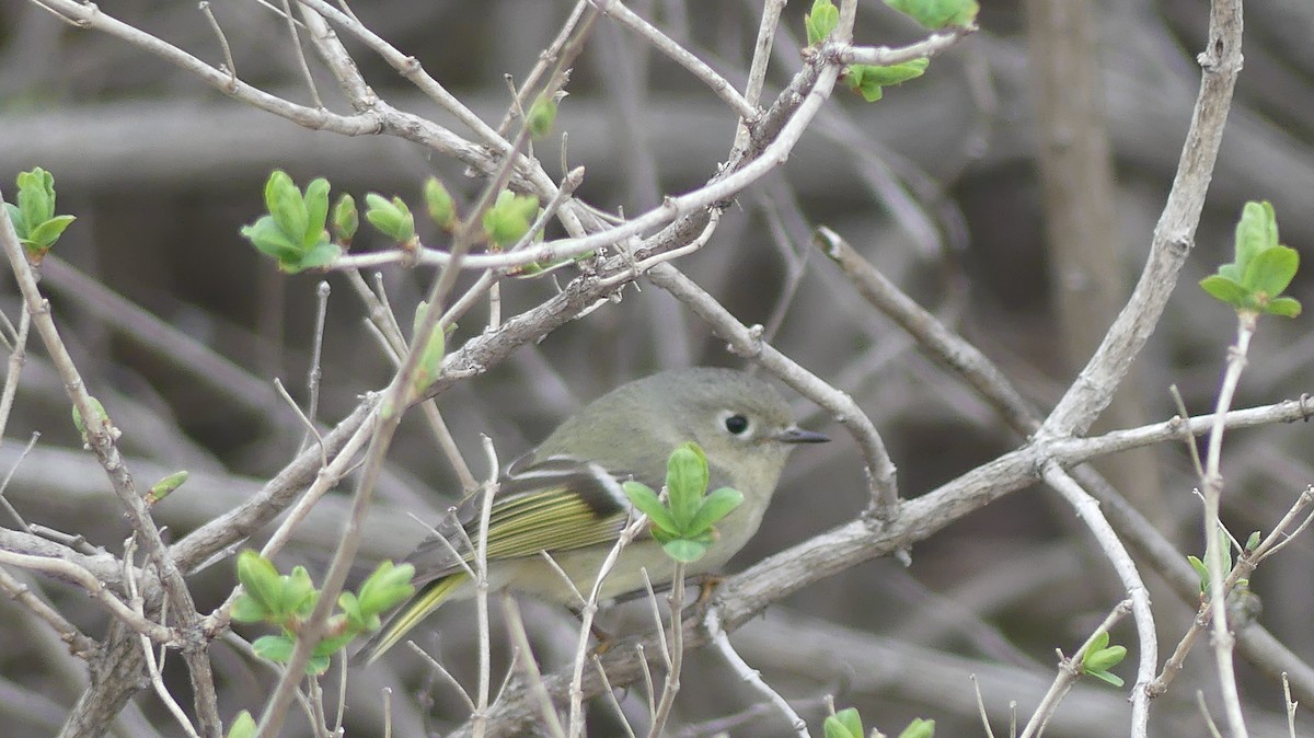Ruby-crowned Kinglet - André Labelle