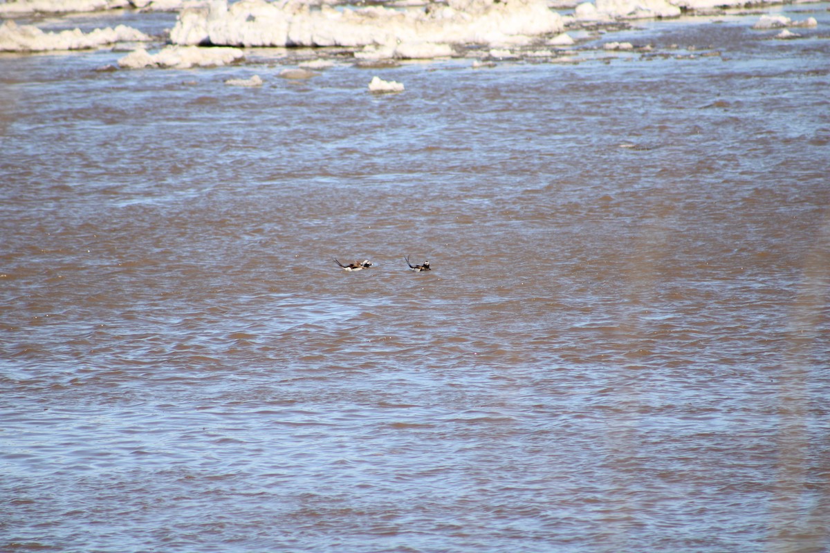 Long-tailed Duck - ML230725021