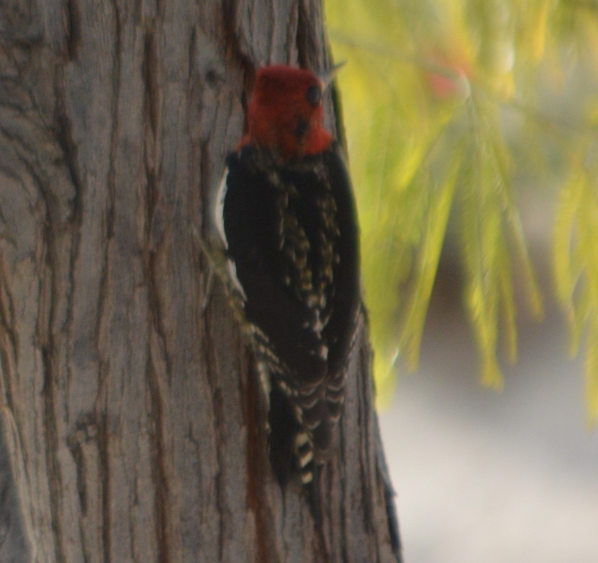 Red-breasted Sapsucker - ML23072581