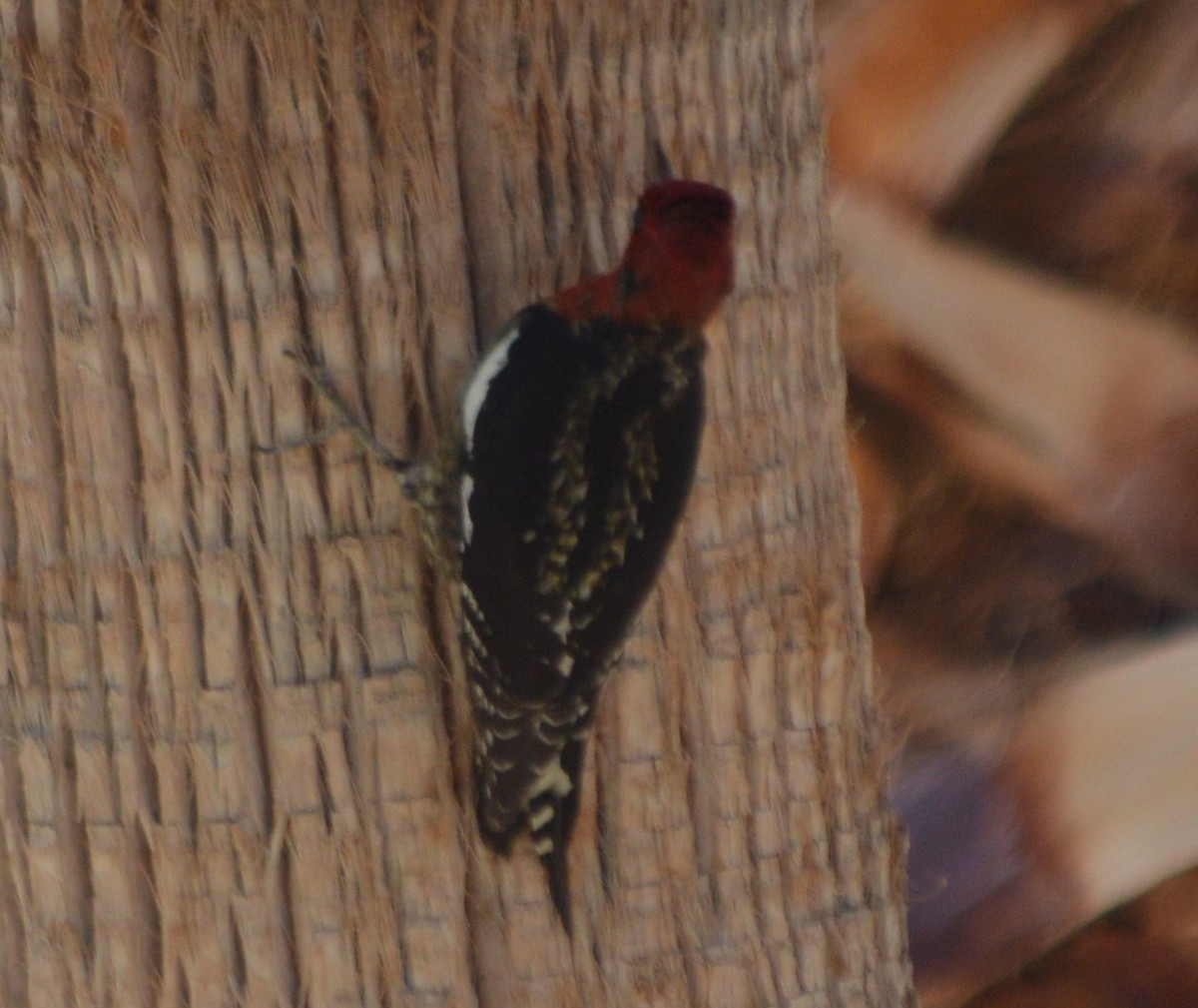 Red-breasted Sapsucker - ML23072591