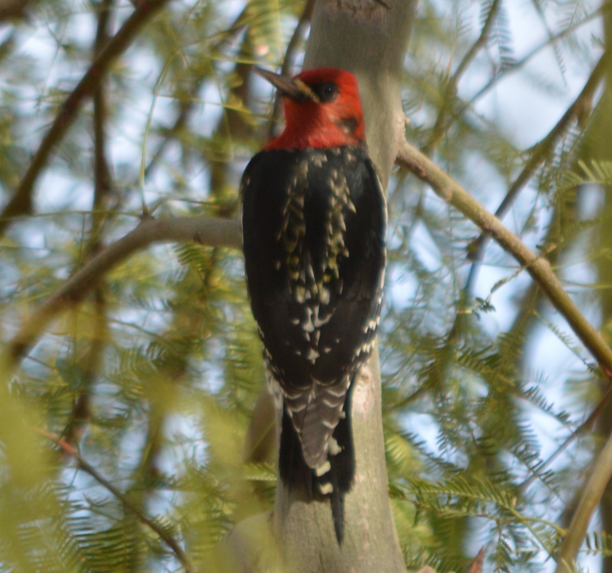 Red-breasted Sapsucker - ML23072611