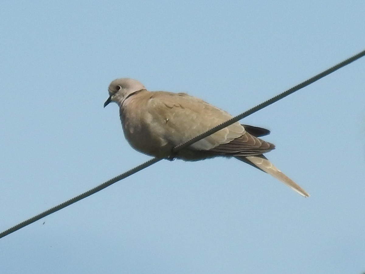 Eurasian Collared-Dove - ML230727641