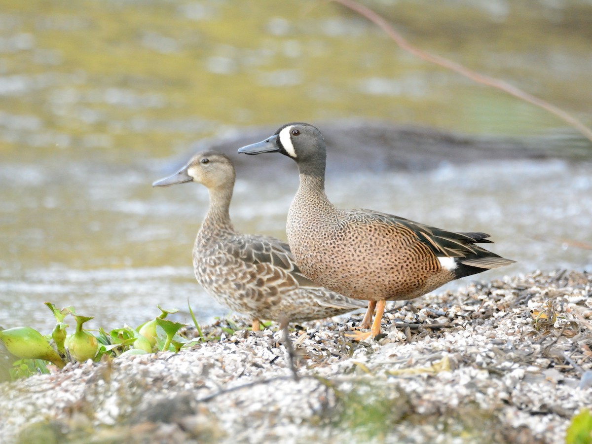 Blue-winged Teal - Miguel Aguilar @birdnomad