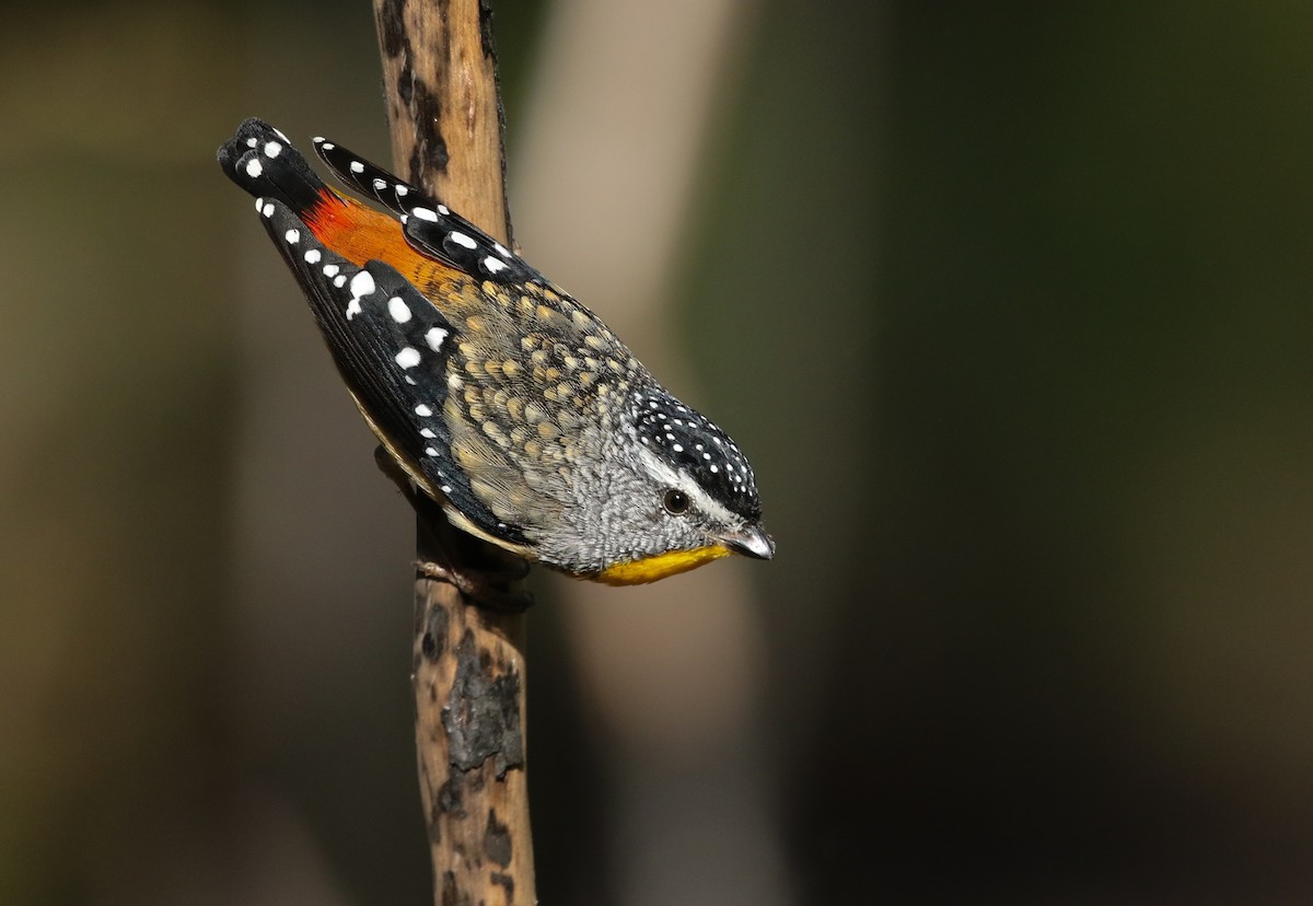 Spotted Pardalote - ML230732301