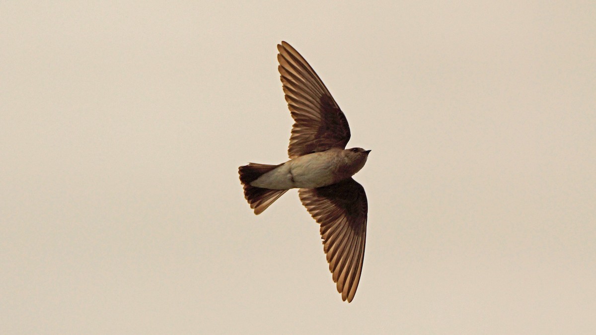 Northern Rough-winged Swallow - ML230743511