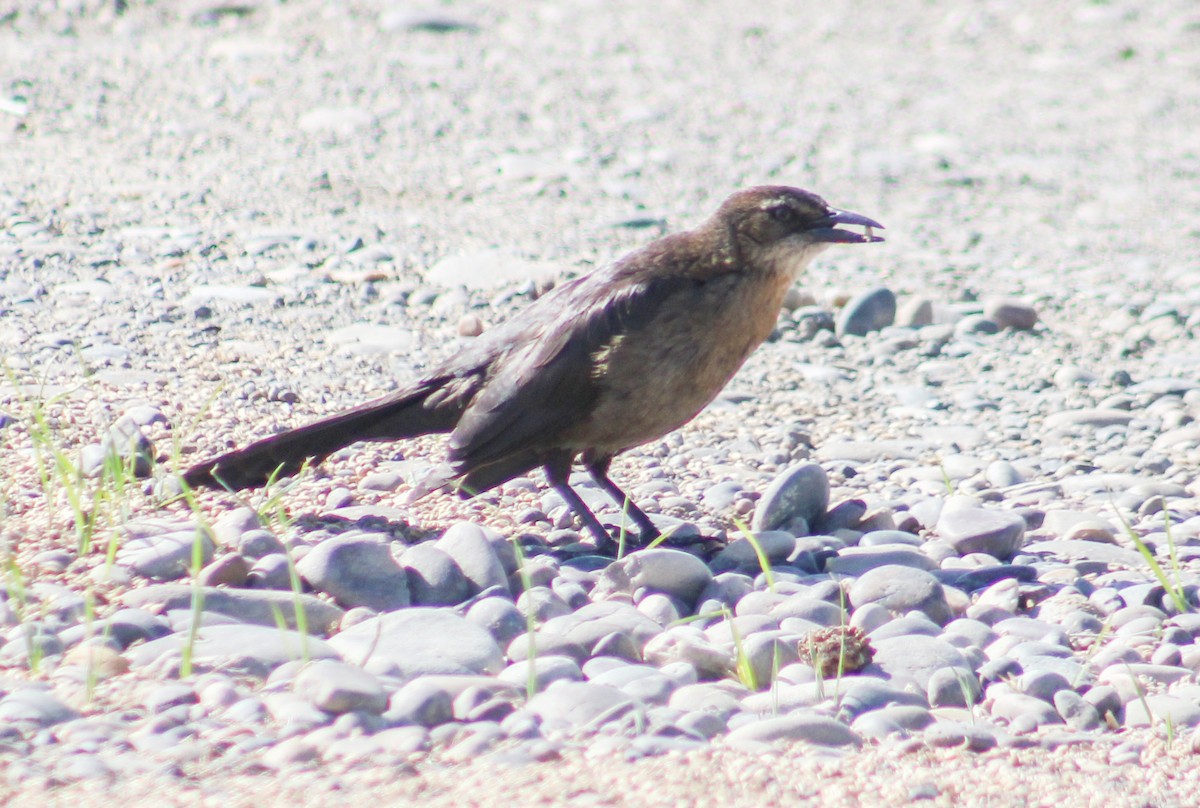 Great-tailed Grackle - ML230745041