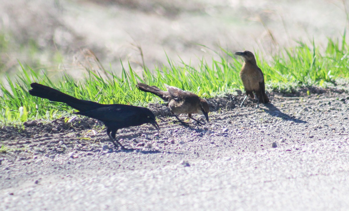 Great-tailed Grackle - ML230745821