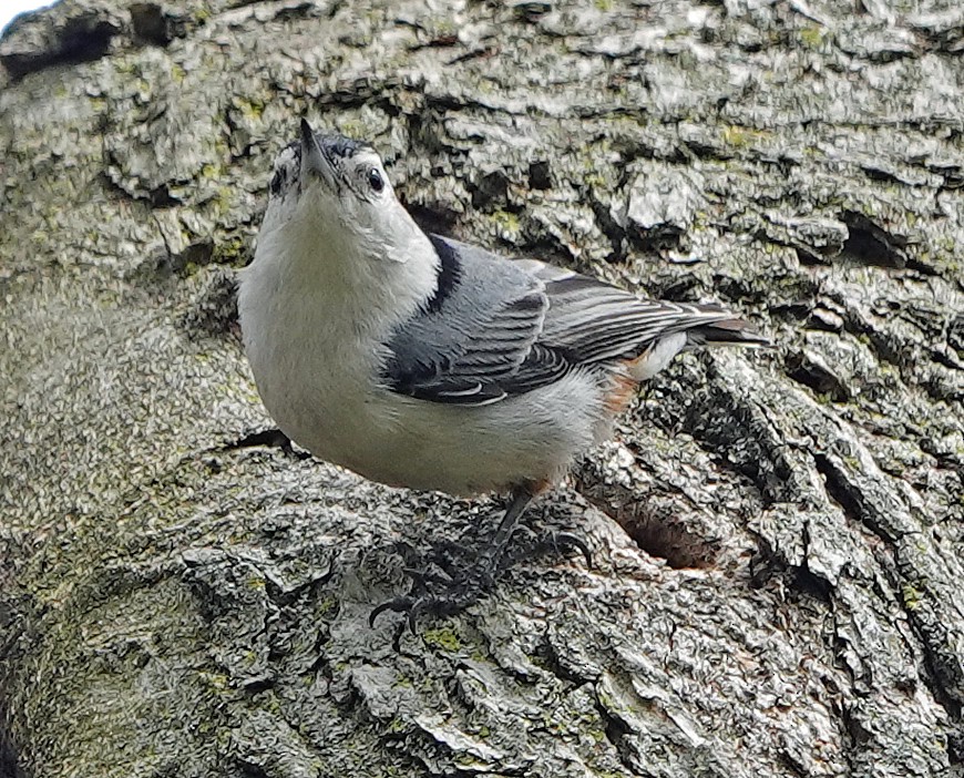 White-breasted Nuthatch - ML230751001