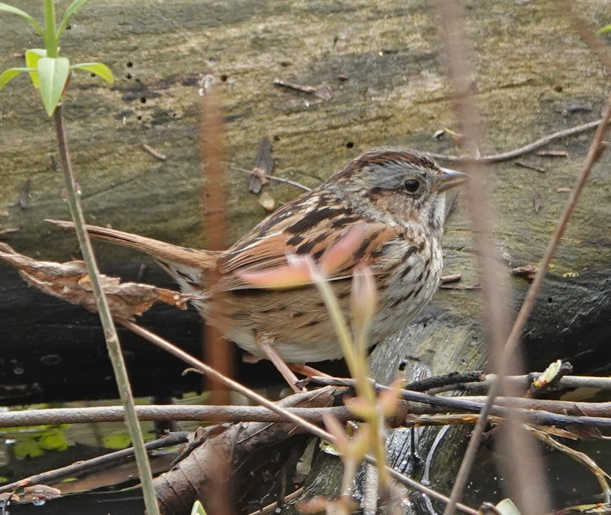 Swamp Sparrow - ML230752001