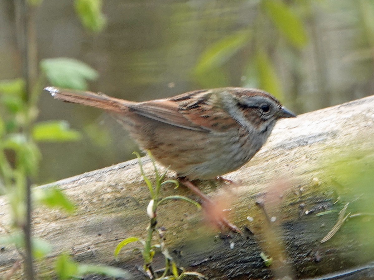 Swamp Sparrow - ML230752331