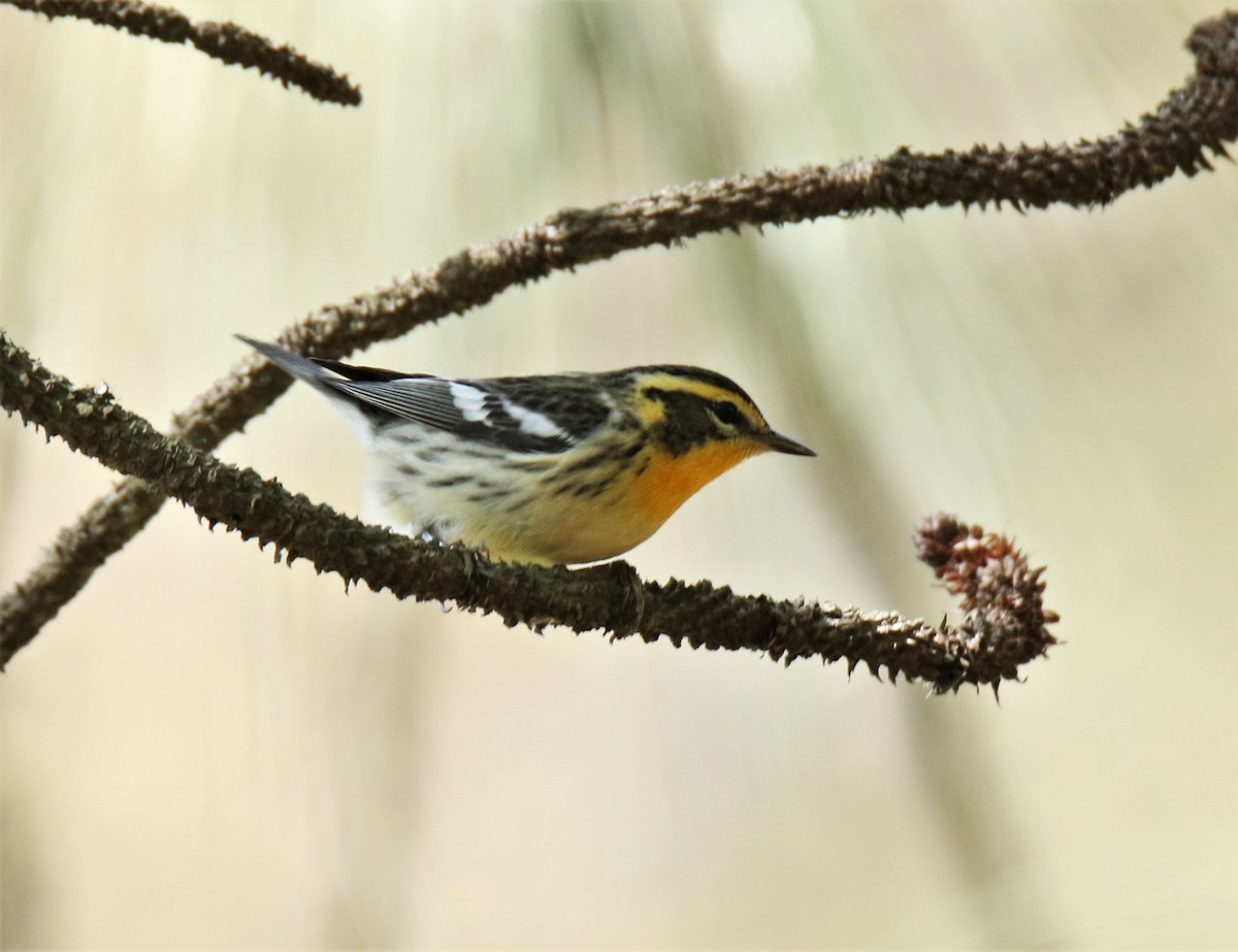 Blackburnian Warbler - Josue  de León Lux (Birding Guide) josuedeleonlux@gmail.com +502 3068 8988