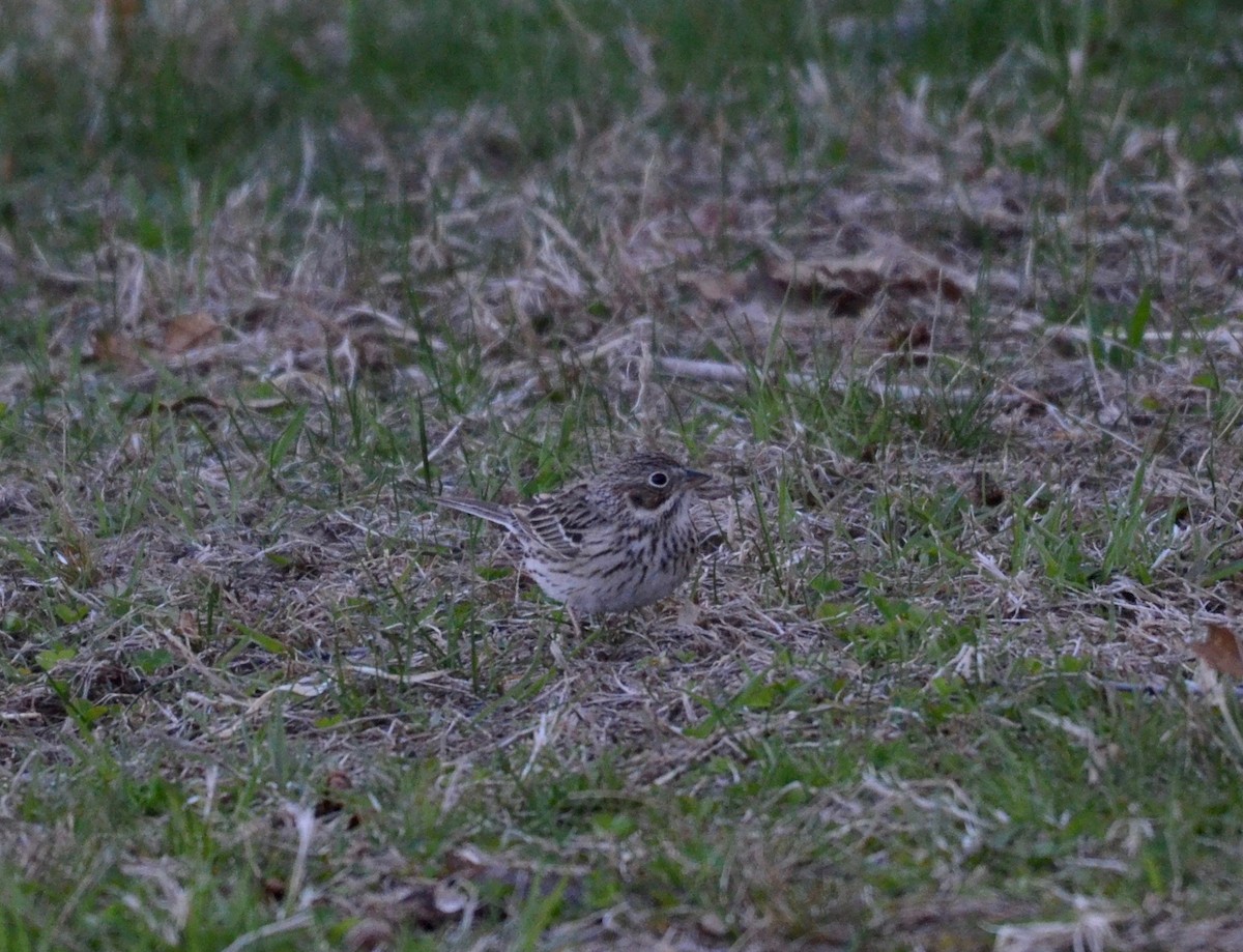 Vesper Sparrow - ML230753271