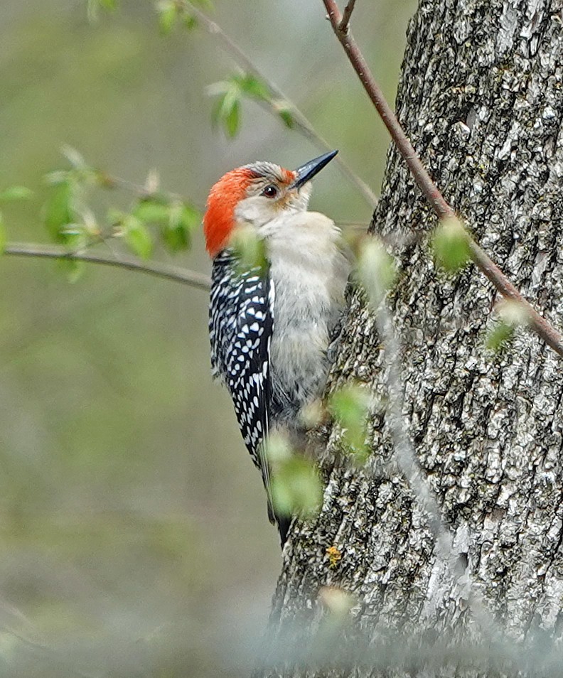 Red-bellied Woodpecker - ML230753501