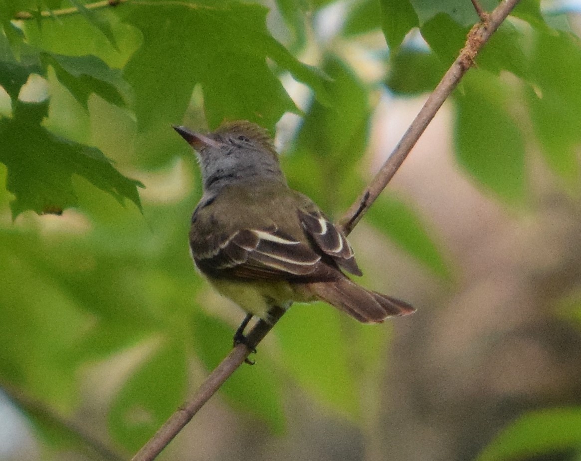 Great Crested Flycatcher - ML230753711