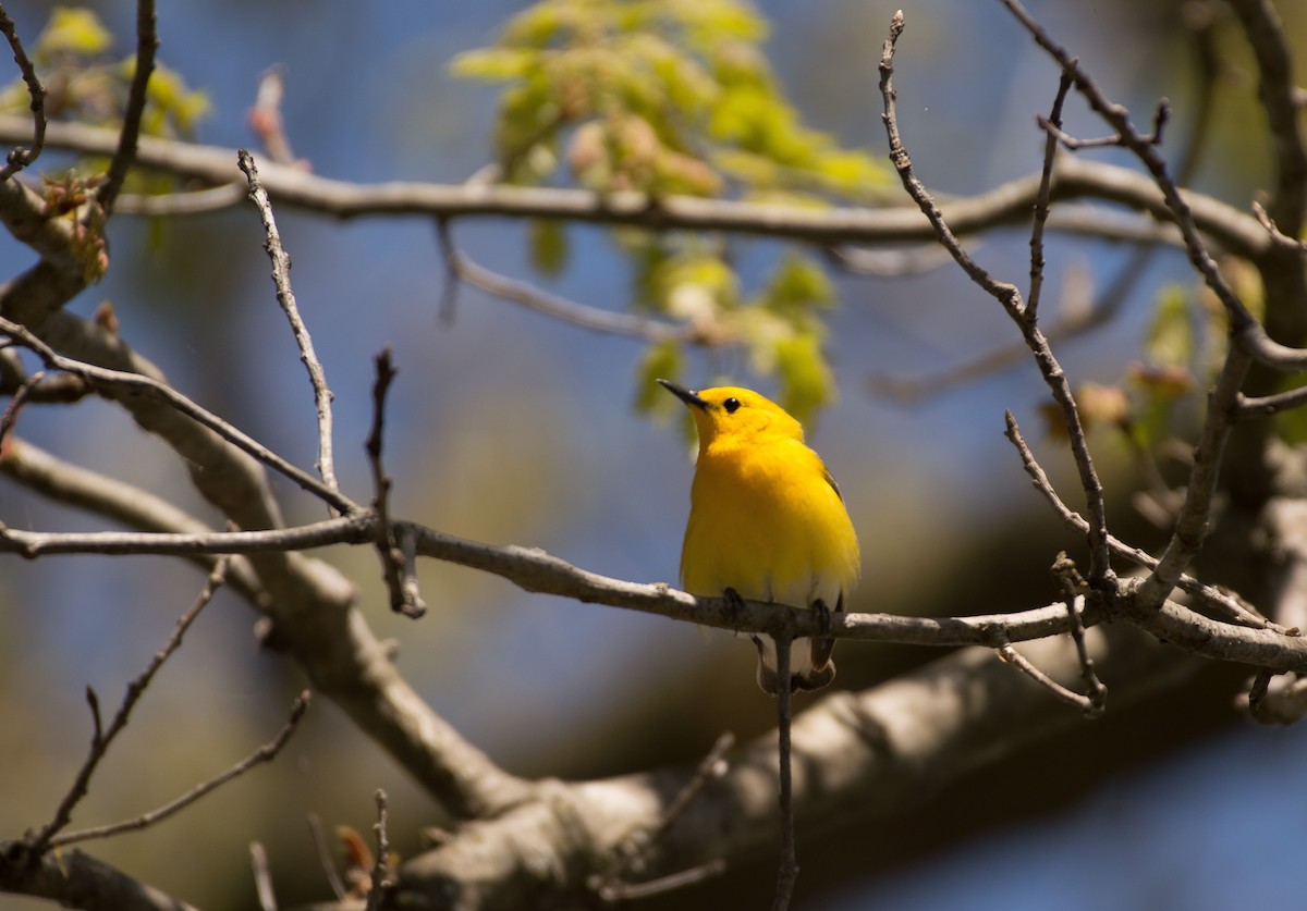 Prothonotary Warbler - Amy Downing