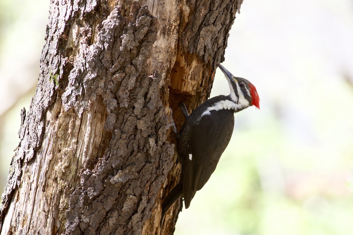Pileated Woodpecker - Nathan Dubrow