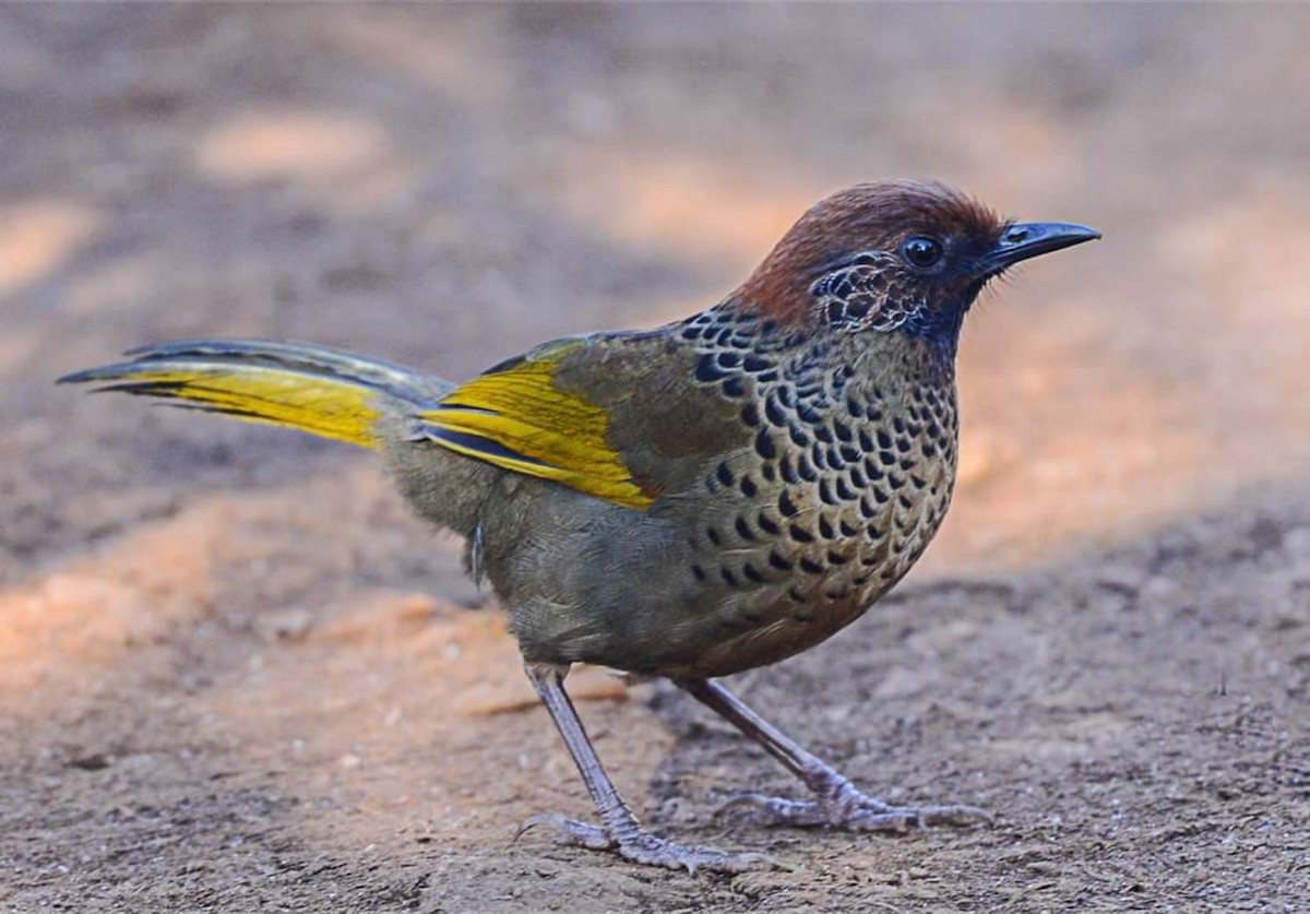 Chestnut-crowned Laughingthrush - Nepal Important  Bird Records