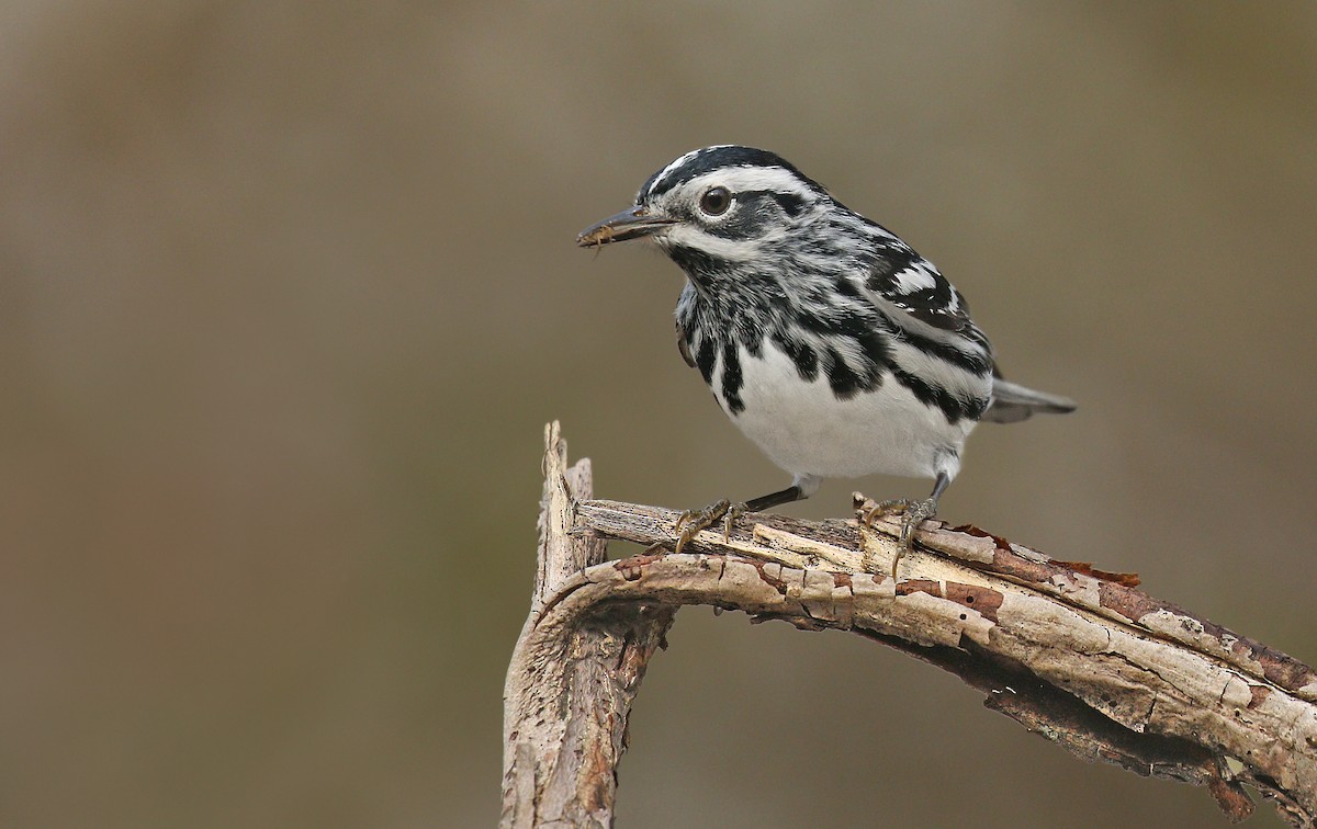 Black-and-white Warbler - ML230758731