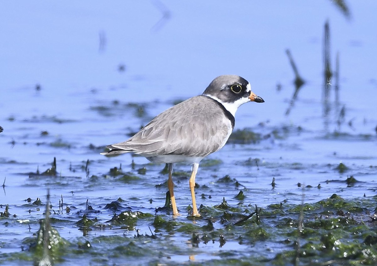 Semipalmated Plover - Tom Crabtree