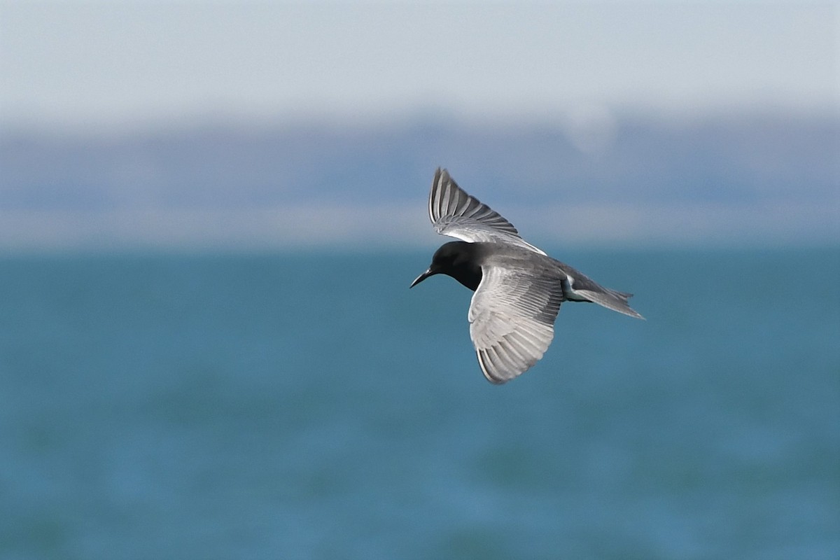 Black Tern - Mike Sylvia