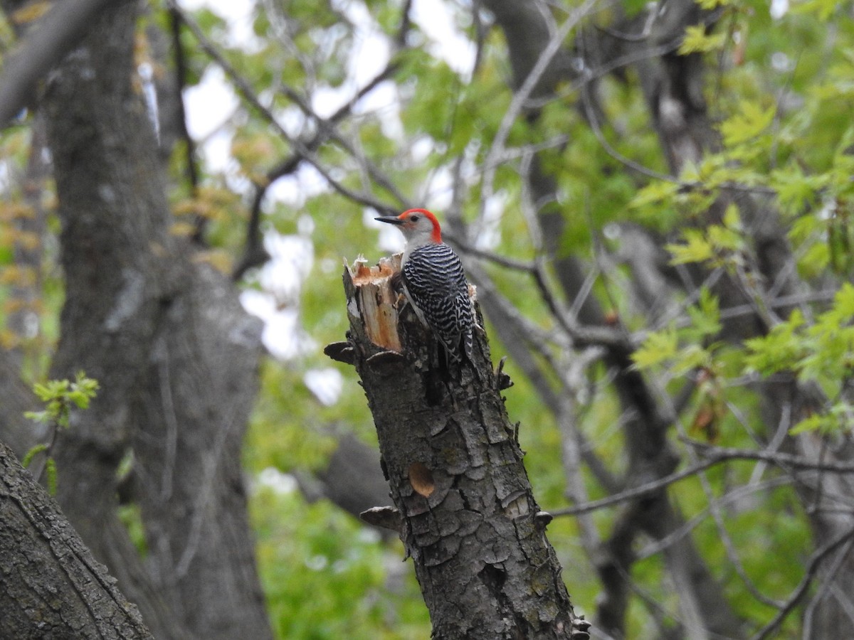 Red-bellied Woodpecker - ML230764431