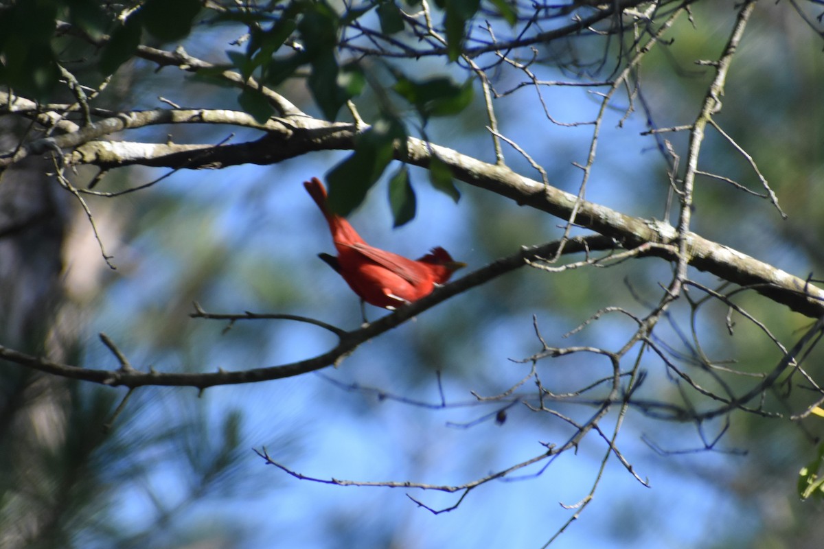 Summer Tanager - stephen pattee