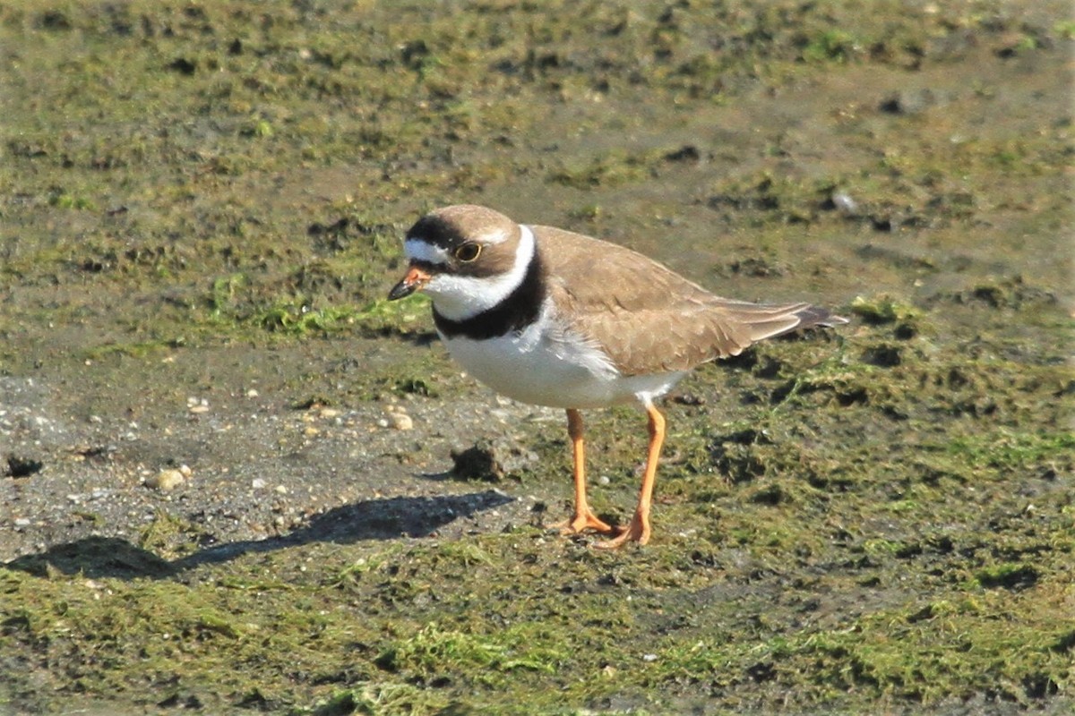 Semipalmated Plover - ML230773561