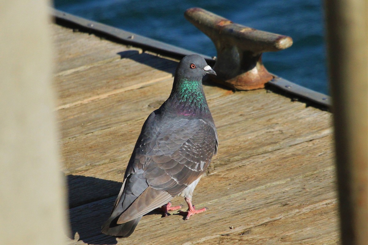 Rock Pigeon (Feral Pigeon) - Kent Forward