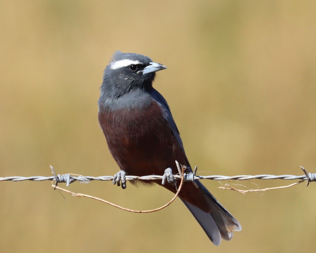 White-browed Woodswallow - ML230785871