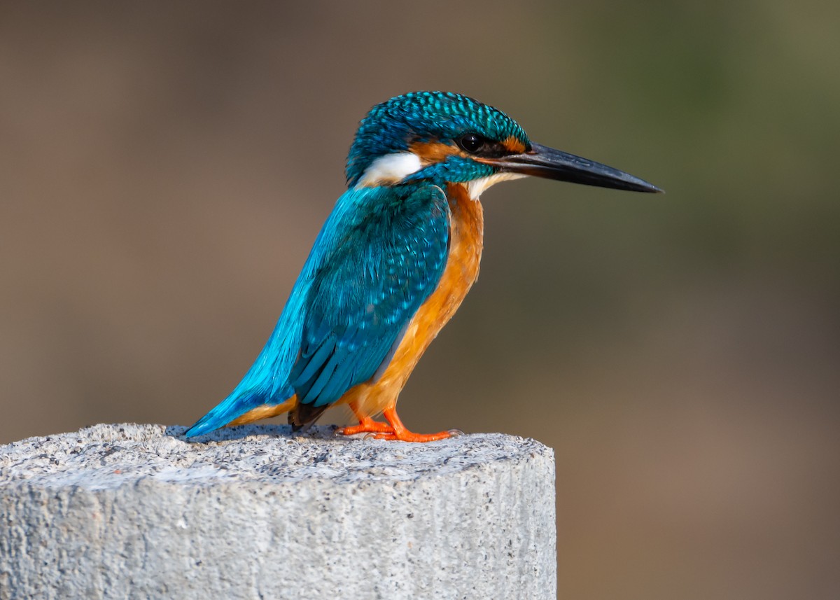 Common Kingfisher - Ramesh Desai