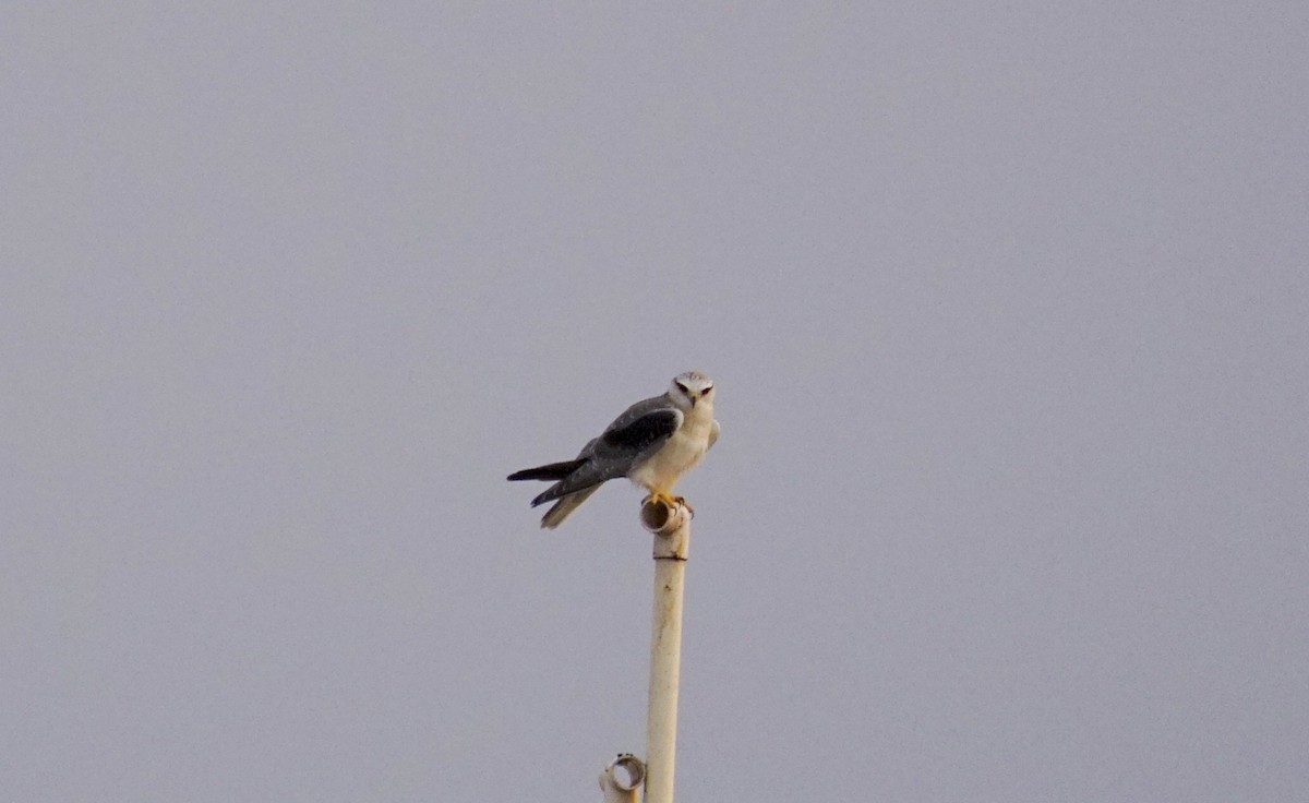 Black-winged Kite - Neelakanta Sriram Nandala