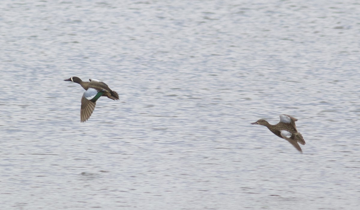 Blue-winged Teal - ML230787001