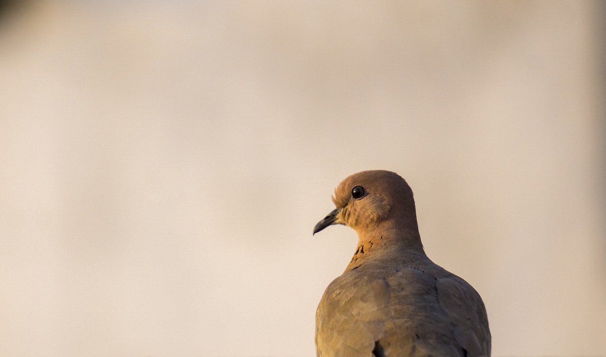 Laughing Dove - ML230787401