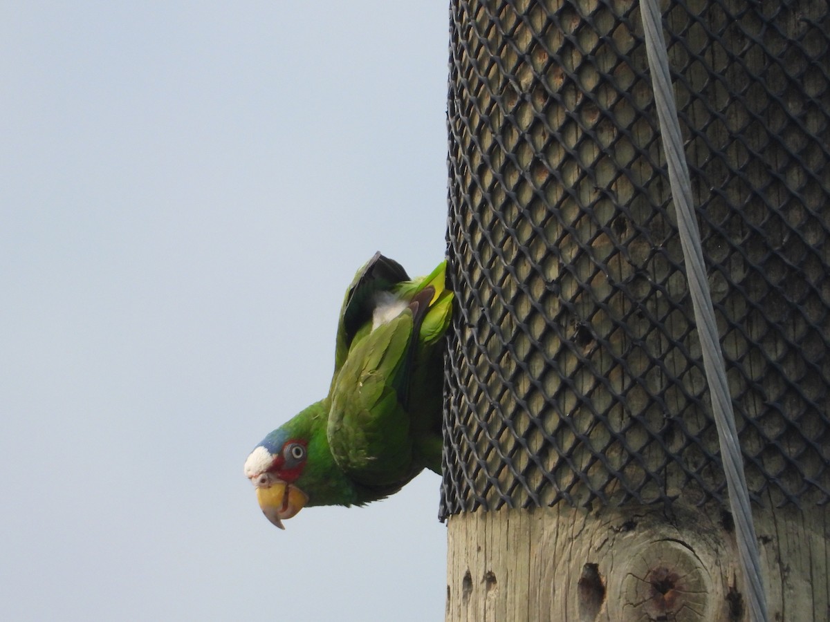 White-fronted Parrot - ML230790421