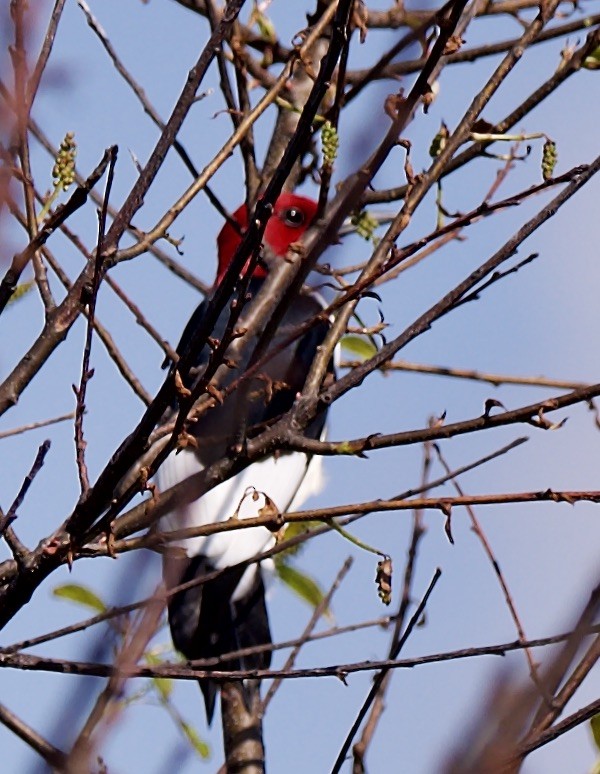 Red-headed Woodpecker - Marcia Balestri