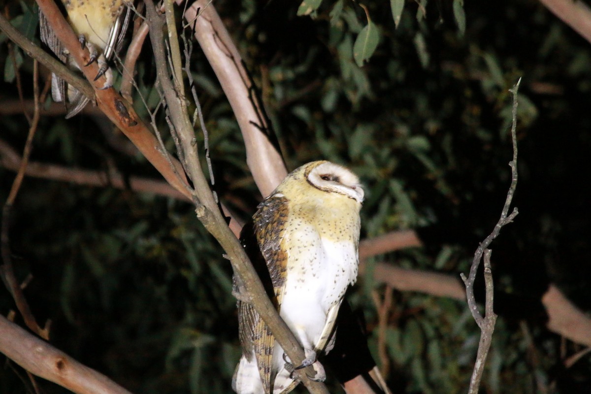 Australian Masked-Owl - ML230795151