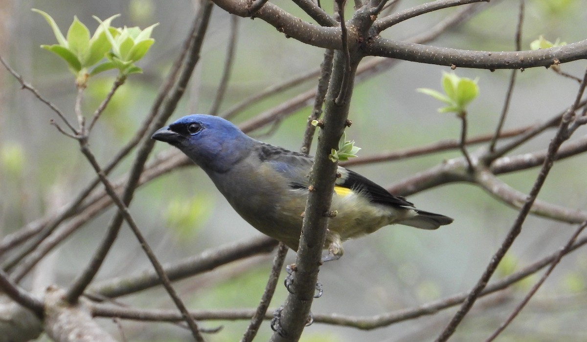 Yellow-winged Tanager - ML230795361