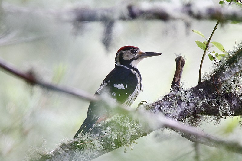 White-backed Woodpecker - Roland Lo
