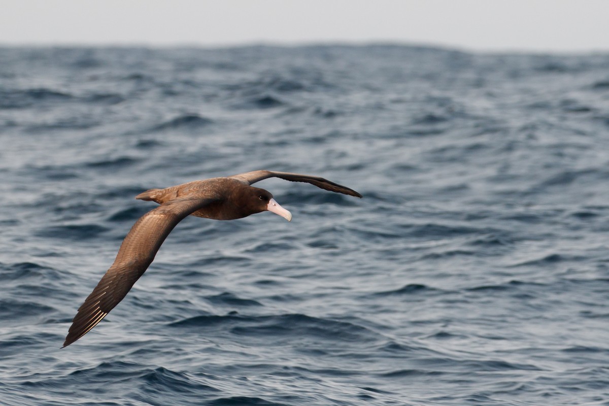 Short-tailed Albatross - ML230795971