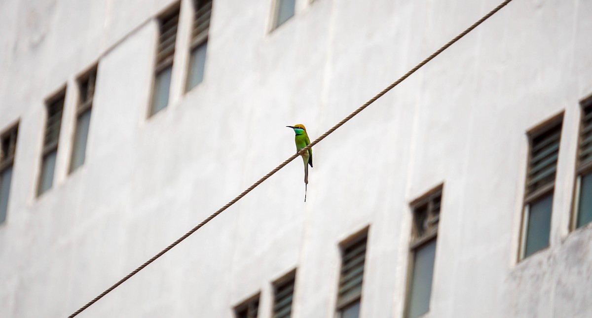 Asian Green Bee-eater - Neelakanta Sriram Nandala
