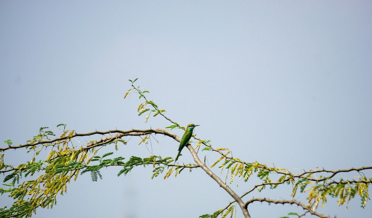 Asian Green Bee-eater - ML230797071