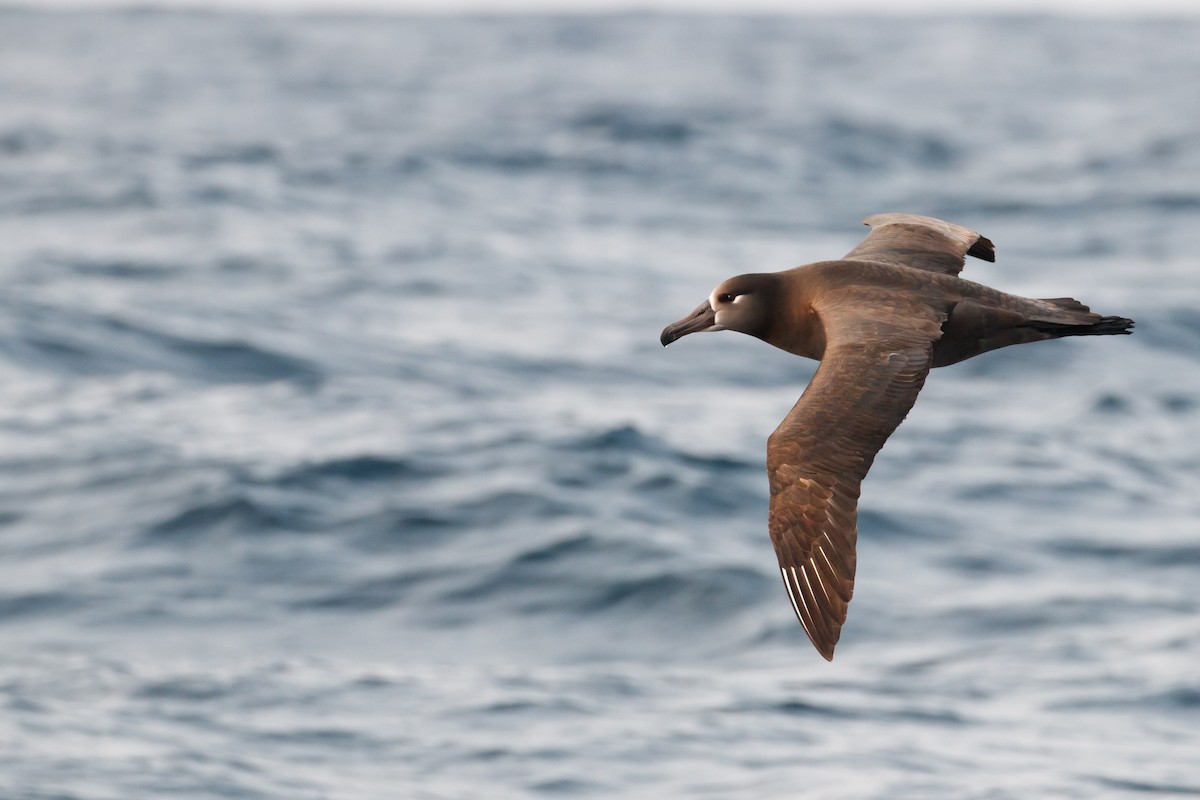Black-footed Albatross - Audrey Addison