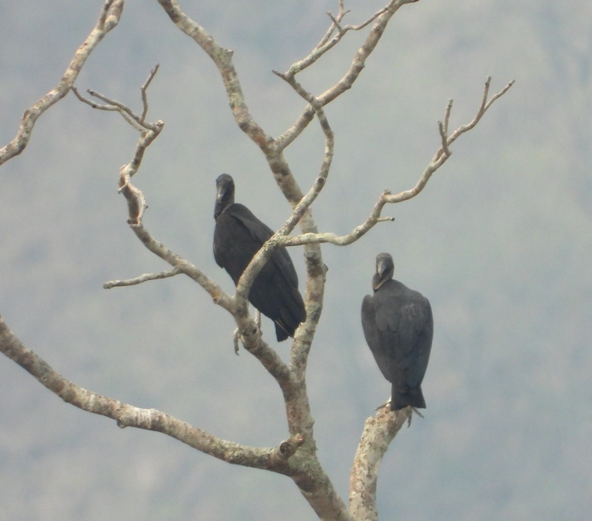 Black Vulture - Francisco Rovelo