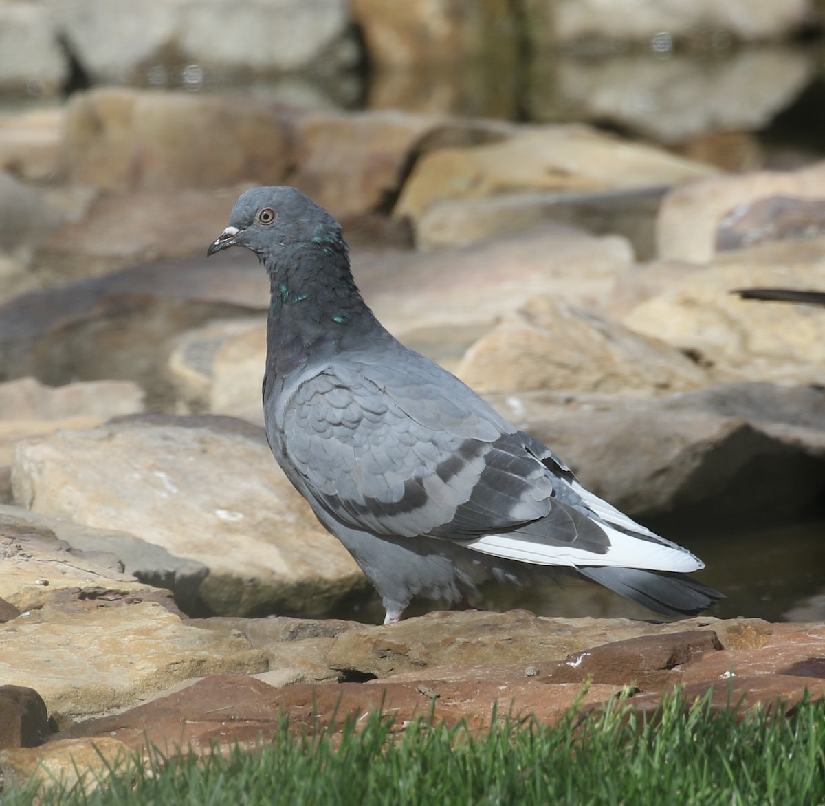 Rock Pigeon (Feral Pigeon) - Jane Stulp