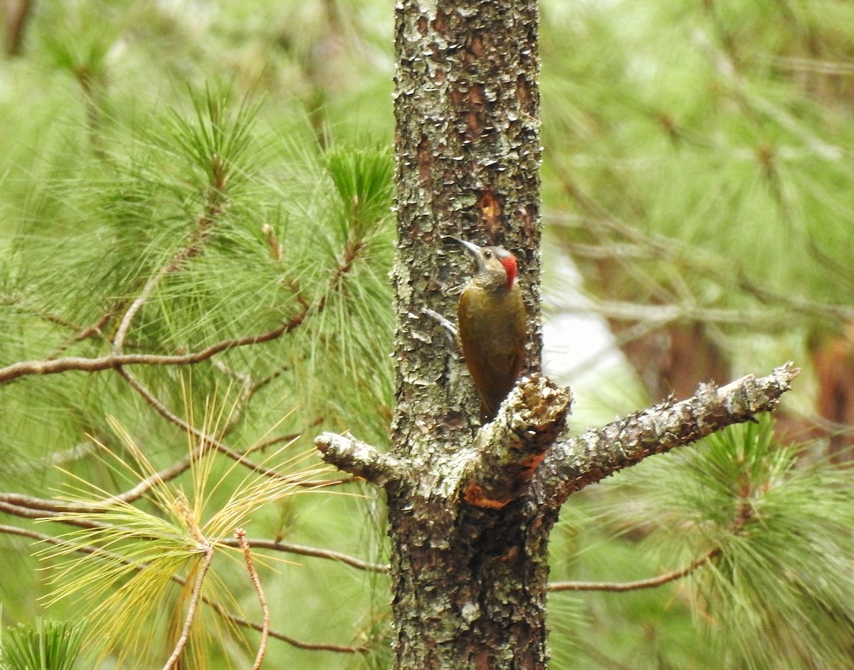 Golden-olive Woodpecker - ML230804301