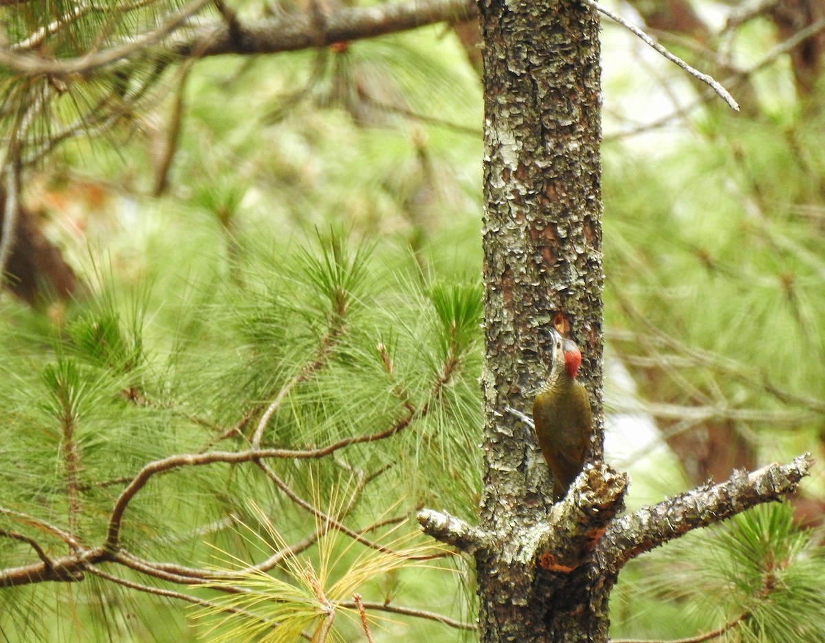 Golden-olive Woodpecker - Anonymous