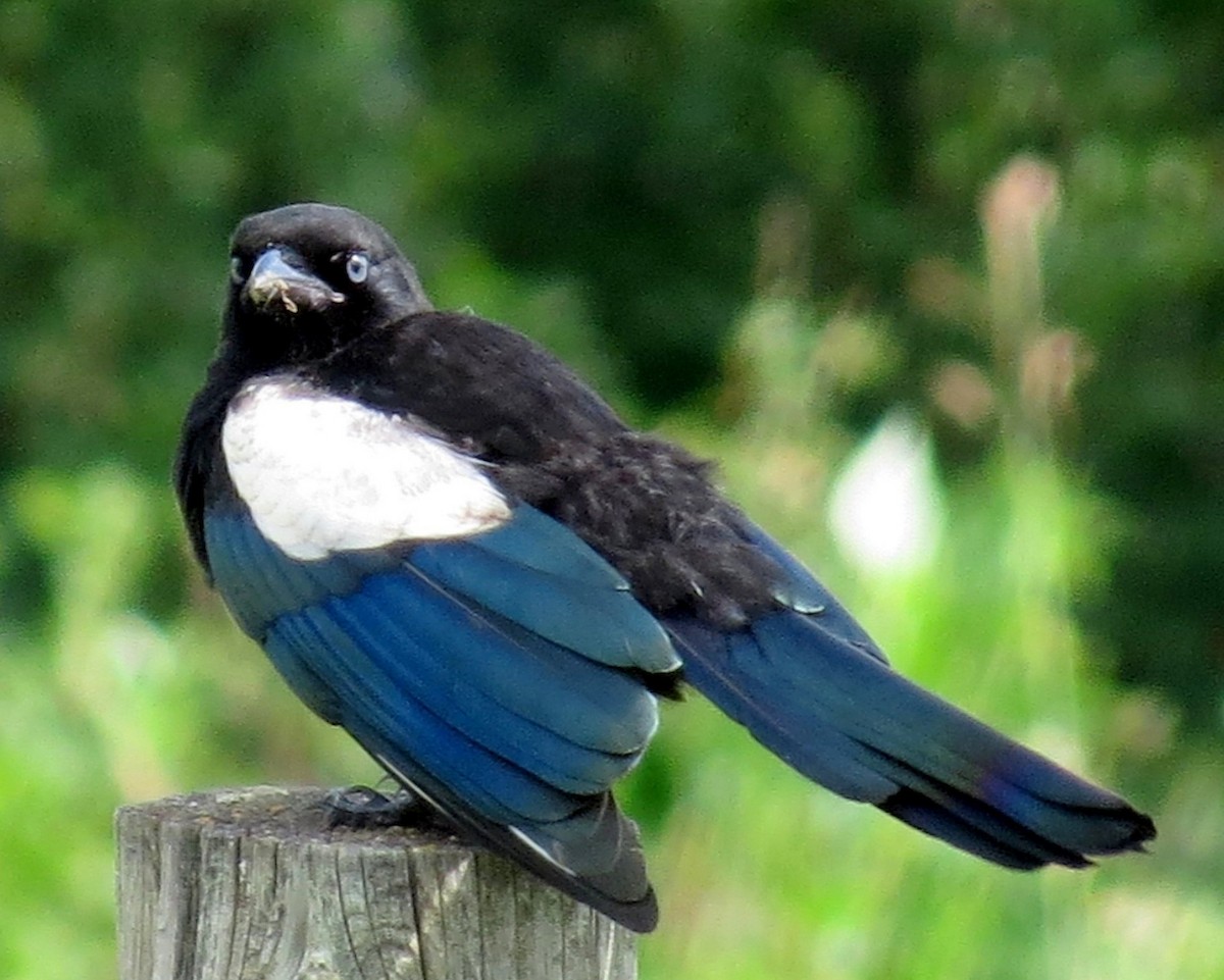 Black-billed Magpie - Fran Kerbs