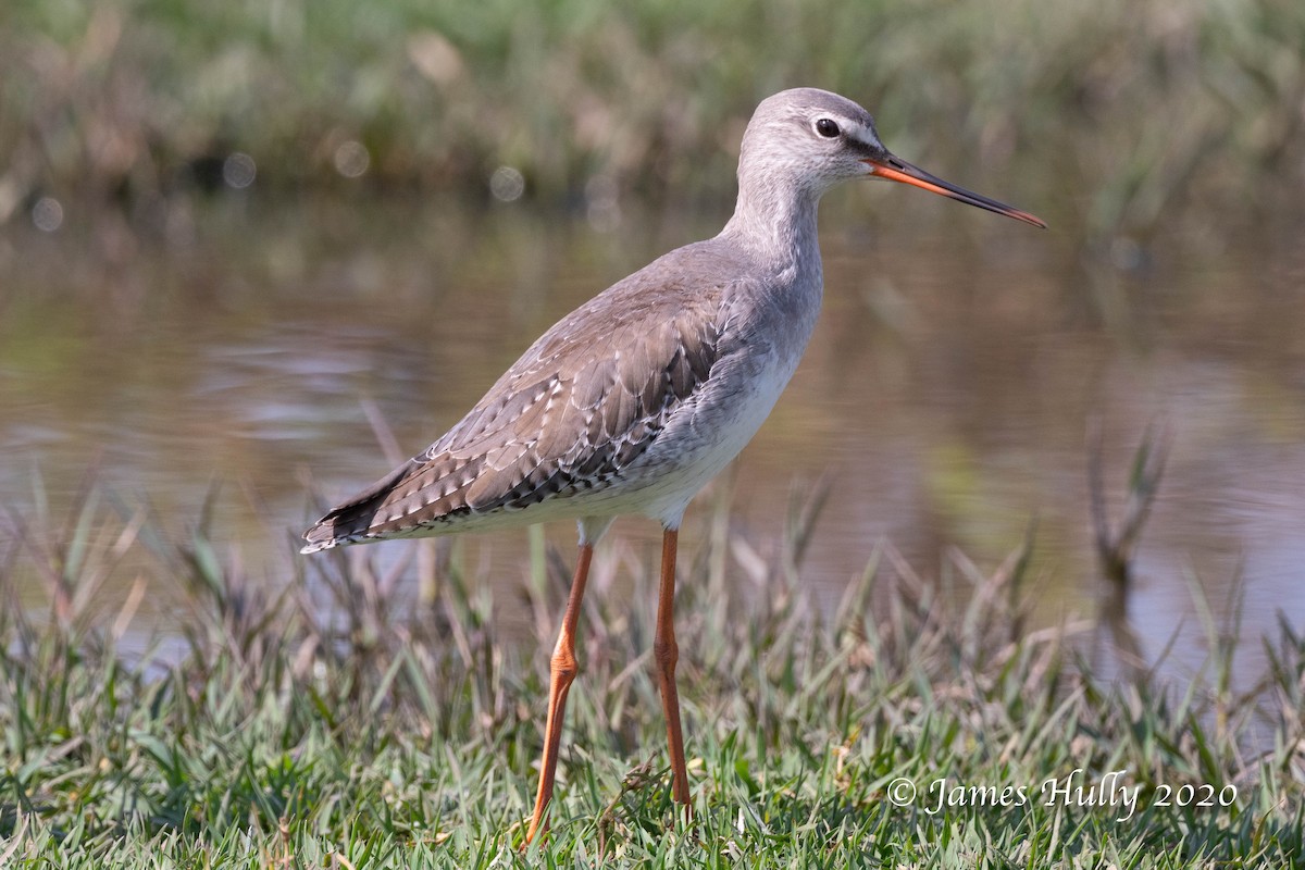 Spotted Redshank - Jim Hully
